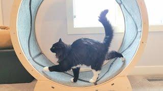Tuxedo cat masters the exercise wheel - Human in training