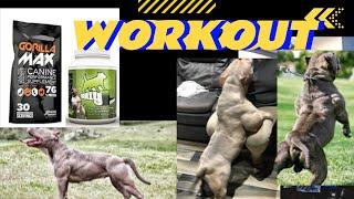 BULLY MAX supplements versus GORILLA MAX the hidden truth