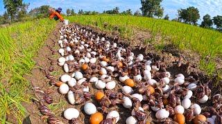 Amazing - Harvest duck eggs and snails a lot at field near road by hand a female farmer