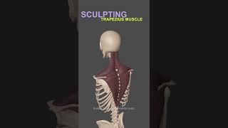 Master 3D Sculpting Anatomy | Trapezius Msucle in ZBrush