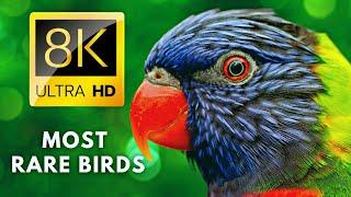 The Most Colorful Birds in 8K - Beautiful Birds Sound in the Forest | Scenic Relaxation Film