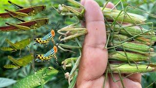 Praying mantis season has arrived