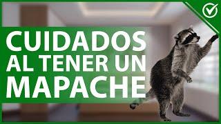  ¿Es Posible Tener Como Mascota un Mapache? - Riesgos, Cuidados y Consejos 