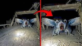 Mysterious Creatures Caught On Camera