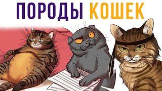 Комиксы. Породы кошек | Мемозг #307
