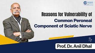 Reasons for Vulnerability of Common Peroneal Component of Sciatic Nerve by Prof. Dr. Anil Dhal