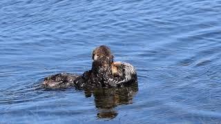 Mother Otter Cares for Baby