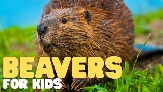 Beavers for Kids | Learn all about these nocturnal engineers