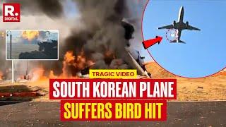 Video Captures Exact Moment South Korea Plane Suffers Bird Hit