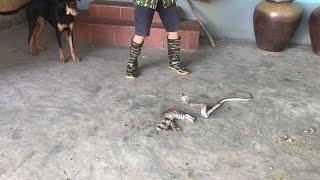 The Cobra in the Kitchen killed the Poor Cat - Wild Cobra