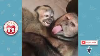 Funny Monkey Videos - Funny Monkeys Doing Stupid Things - Funniest Animals Videos 2019