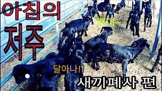 서울촌놈의 염소농장 24시 - 염소새끼(goatling) 폐사(death) 편