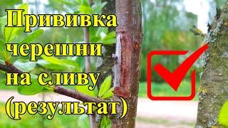 Результат прививки черешни на сливу окулировка черешни