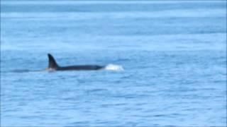 Orcas / Killer Whales on the Monterey Bay