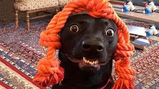  Funniest  Dogs And Cats - Funny Pet Animals' Life 