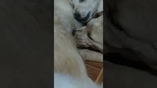 Mother breastfeeding Puppies #petowner #goldenretriever