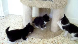 Tuxedo kittens at play.