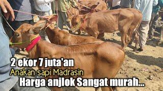 Harga sapi anakan Madrasin semakin murah di pasar tanah mirah 2021