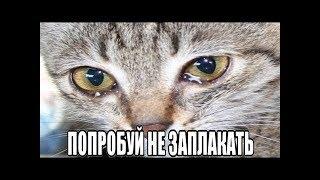 Попробуй не  заплакать челлендж/Try not to cry challenge