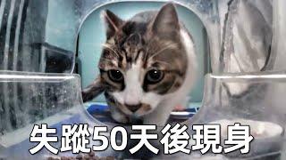 終於找到了出走50天的狸花貓，但她卻不肯跟我回家｜李喜猫