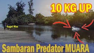 Sambaran Ikan Predator Muara Bikin Kaget!!! MJ, GT, Blackbass, Kerapu,Baramundi || Casting