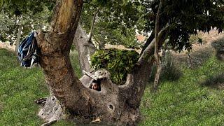 Building Survival shelter inside a million year old tree, Bushcraft Survival Shelter