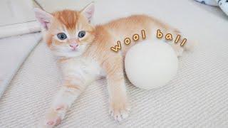 2 cute kitten brothers playing with a ball of wool.