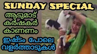 വളർത്താൻ അനുയോജ്യമായ 50 ആടുകൾ / 2 മുറാ പോത്തുകുട്ടികൾ/നാടൻ പശുവും കോഴിയും