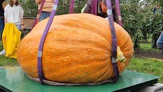 Pumpkin Weigh Off Oldebroek | 2022