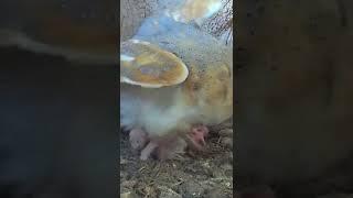 Barn Owl Gylfie's  3rd chick hatches