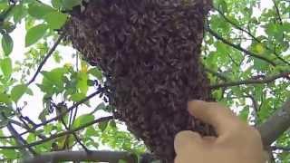 Снять рой пчёл с яблони. (Pick up a swarm of bees from an apple tree)