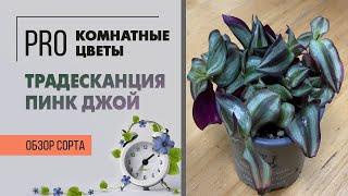 Традесканция Пинк Джой. Обзор сорта. Неприхотливое ампельное комнатное растение для начинающих.