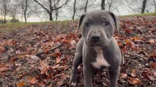 Join us on a walk with 3 staffy puppies and 7 Staffordshire Bull Terriers