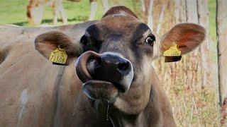 Jersey Cow Drinking from Trough and Licking Her Nose, Ireland