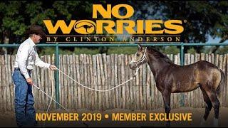 November NWC Video Sneak Peek: Teaching Young Horses to Get In the Trailer - Downunder Horsemanship