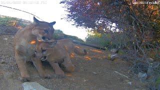 Mother and cub mountain lions in backyard, San Mateo, California 20220624