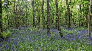 Illogan to Tehidy Woods, Cornwall