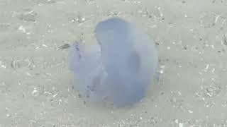 BLUE JELLYFISH in the BLACK SEA in BULGARIA