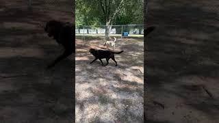 Lazy Pines Texas:  Lufkin Dog Park