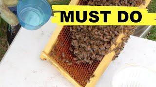 Beekeeping Mite Control: How To Test & Assess Your Bees