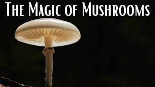 The Magic of Mushrooms