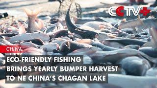 Eco-Friendly Fishing Brings Yearly Bumper Harvest to NE China’s Chagan Lake