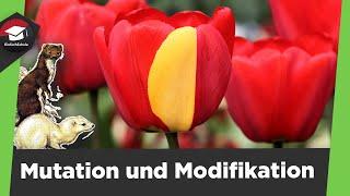 Mutation und Modifikation einfach erklärt - Genotyp und Phänotyp - 3 Mutationsarten einfach erklärt!