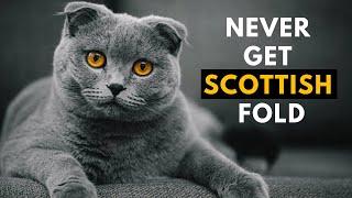 10 Secret Reasons Why You SHOULD NOT Get a Scottish Fold