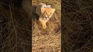 Baby Lion Sounds - The Cutest Roars