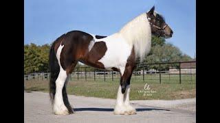 Double Registered Gypsy Vanner For Sale