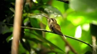 Long-billed Hermit - Phaethornis longirostris - Maceo, Magdalena Valley