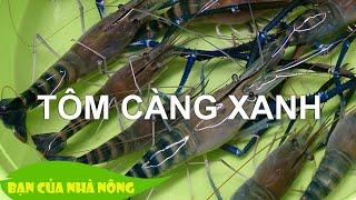 Chia sẻ kinh nghiệm nuôi tôm càng xanh công nghệ cao của anh nông dân ít học