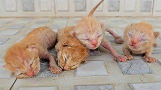 Poor kittens are living there last moments on the street, no one comes to help!