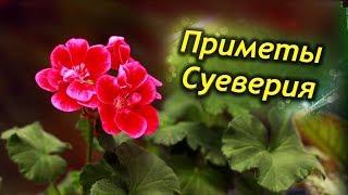 Герань в доме! Приметы и суеверия о цветке. Стоит ли держать герань дома?